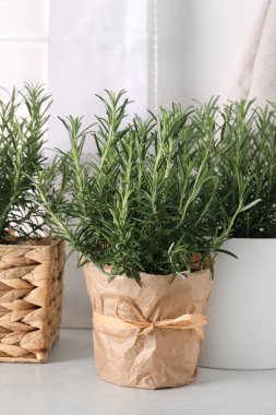 Aromatik yeşil biberiye beyaz masada çömlek içinde