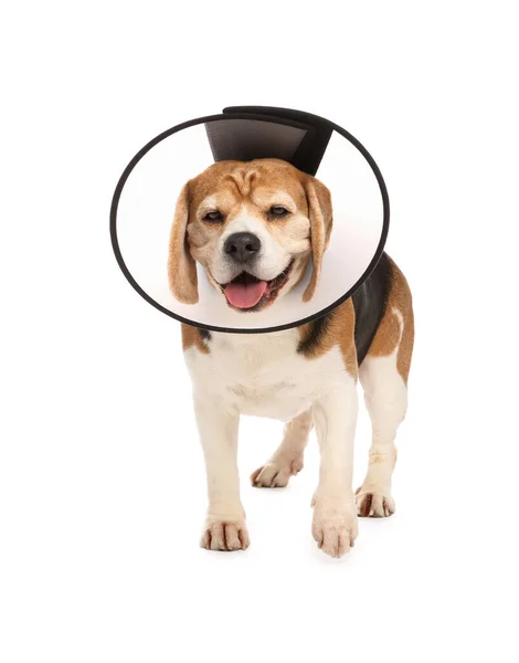 Rozkošný Beagle Pes Sobě Lékařské Plastové Límec Bílém Pozadí — Stock fotografie