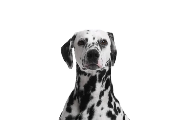 Adorable Perro Dálmata Sobre Fondo Blanco Hermosa Mascota — Foto de Stock