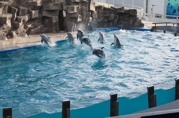 Плавание Дельфинов Бассейне Парке Морских Млекопитающих — стоковое фото