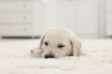Evdeki beyaz halıya uzanmış şirin bir köpek yavrusu.