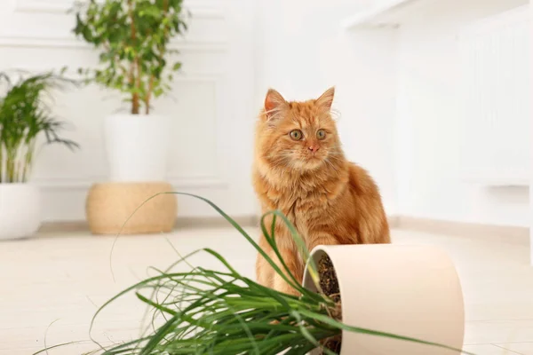 Симпатичная Кошка Возле Опрокинутого Дома — стоковое фото