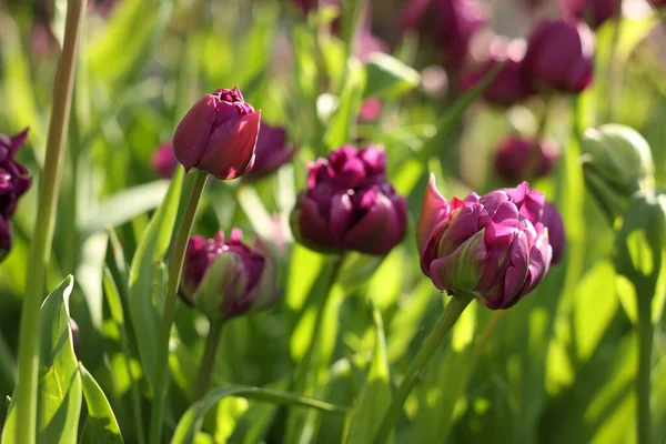 Belles Tulipes Colorées Poussant Dans Lit Fleurs Gros Plan — Photo