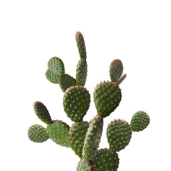 Schöner Großer Grüner Kaktus Auf Weißem Hintergrund — Stockfoto