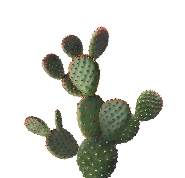 Bella Grande Cactus Verde Sfondo Bianco — Foto Stock