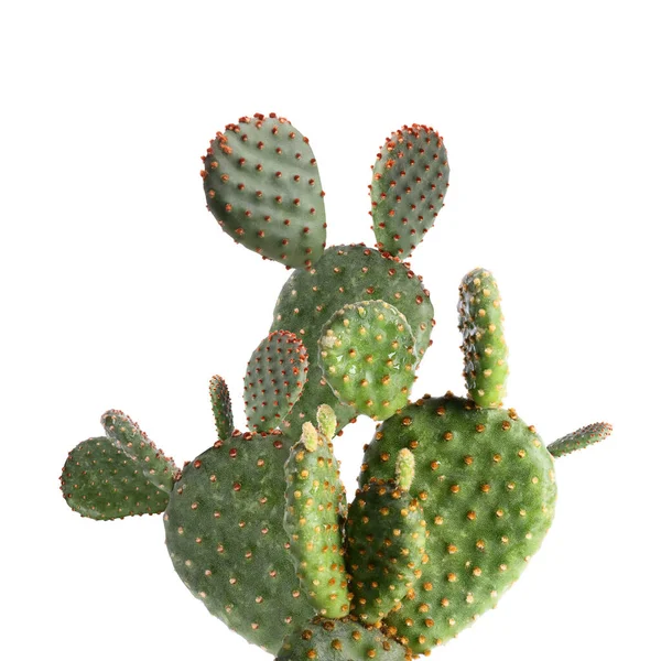 Schöner Großer Grüner Kaktus Auf Weißem Hintergrund — Stockfoto