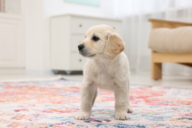 İçerideki halının üzerinde şirin bir köpek yavrusu. Sevimli hayvan.