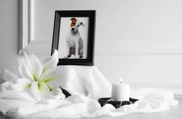 Pet funeral. Frame with picture of dog, collar, burning candle and lily flower near white wall, closeup. Space for text