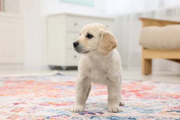 Cute Little Puppy Carpet Indoors Adorable Pet — Stock Photo, Image