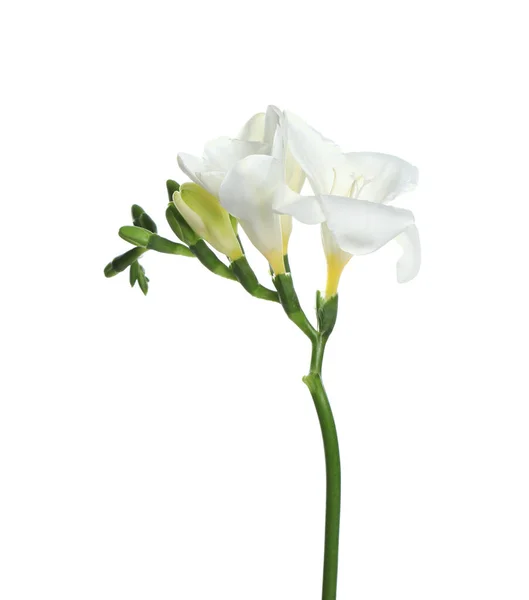 Bela Flor Freesia Com Pétalas Sensíveis Isoladas Branco — Fotografia de Stock