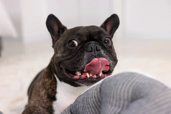 Entzückende Französische Bulldogge Zimmer Schönes Haustier — Stockfoto