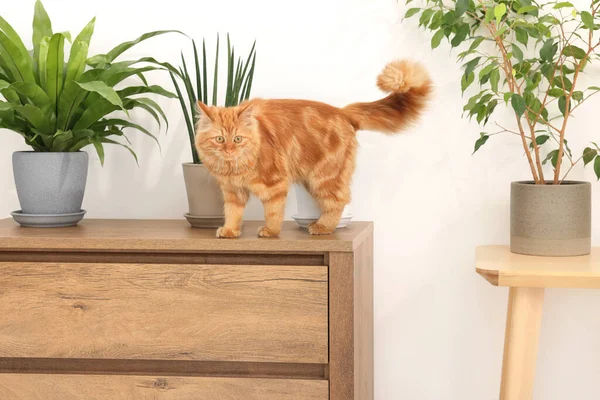 Entzückende Katze Der Nähe Grüner Zimmerpflanzen Auf Der Kommode Hause — Stockfoto