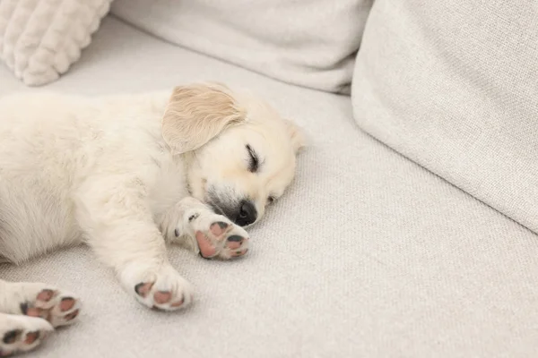 Cute Little Puppy Sleeping Couch Space Text — Stock Photo, Image