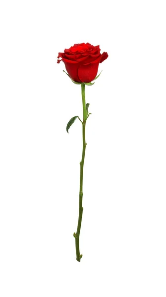 Krásná Svěží Červená Růže Izolovaná Bílém — Stock fotografie