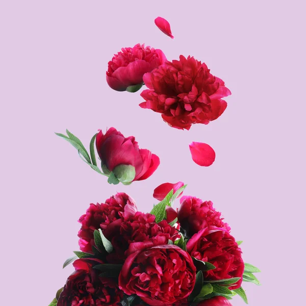 Flower buds falling into bunch of peonies on pale violet background. Beautiful bouquet