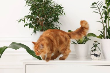 Evdeki çekmecelerin üzerindeki yeşil çiçeklerin yanında sevimli bir kedi.
