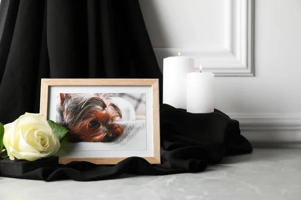 Рамка Зображенням Собаки Палаючі Свічки Трояндова Квітка Світло Сірому Столі — стокове фото