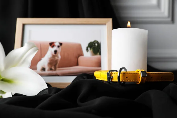 Pet funeral. Frame with picture of dog, collar, burning candle and lily flower on black cloth, selective focus. Space for text