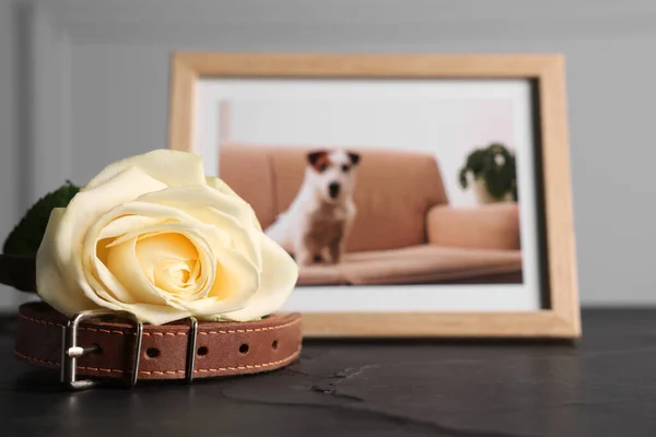 Pet funeral. Collar, rose and frame with picture of dog on black table, selective focus. Space for text