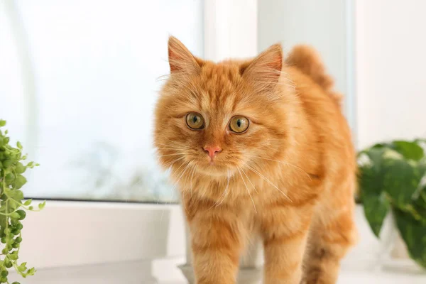 Αξιολάτρευτη Γάτα Στο Περβάζι Του Παραθύρου Στο Σπίτι Υπέροχο Κατοικίδιο — Φωτογραφία Αρχείου