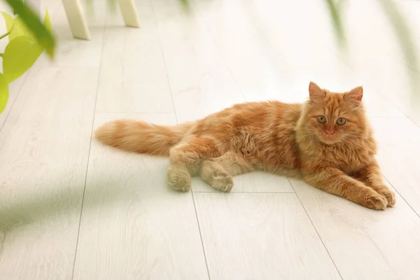 Αξιολάτρευτη Κόκκινη Γάτα Κοντά Στο Πράσινο Φυτό Στο Πάτωμα Στο — Φωτογραφία Αρχείου