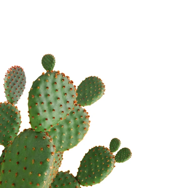 Mooie Grote Groene Cactus Witte Achtergrond — Stockfoto