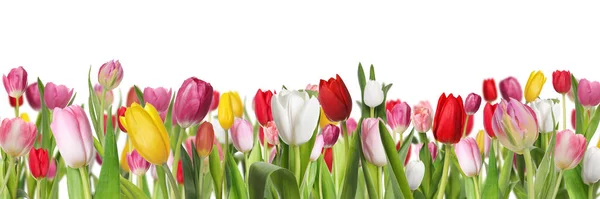 Molti Bei Tulipani Sfondo Bianco Banner Design — Foto Stock