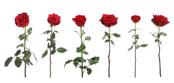 Set Schöner Roter Rosen Auf Weißem Hintergrund — Stockfoto