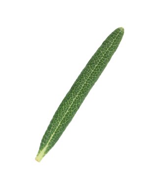 Beyaza izole edilmiş taze biberiye yaprakları.