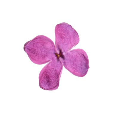 Beyaz tenli güzel bir leylak çiçeği