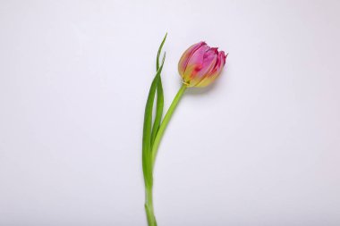 Beyaz arka planda pembe bir lale, üst manzara.