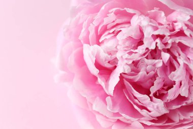 Pembe arka planda güzel aromatik şakayık, yakın plan.