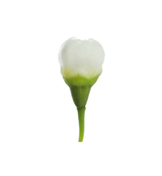 Egy Gyönyörű Viaszvirág Bimbó Elszigetelt Fehér — Stock Fotó