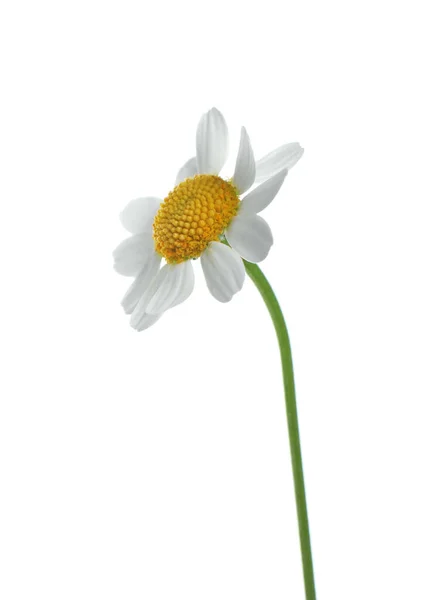 Bela Flor Camomila Concurso Isolado Branco — Fotografia de Stock