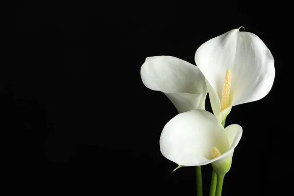 Hermosas Flores Lirio Cala Sobre Fondo Negro Espacio Para Texto —  Fotos de Stock