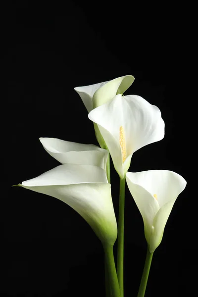 黒の背景に美しいカラスユリの花 — ストック写真