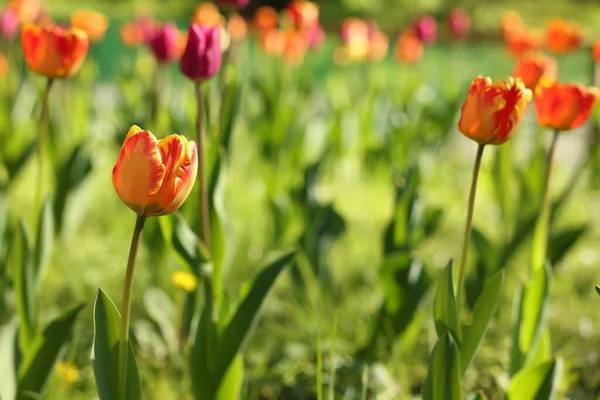 Mooie Heldere Tulpen Groeien Buiten Zonnige Dag — Stockfoto
