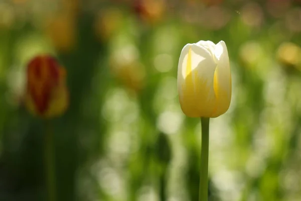 Красивый Белый Тюльпан Растет Открытом Воздухе Солнечный День Крупным Планом — стоковое фото