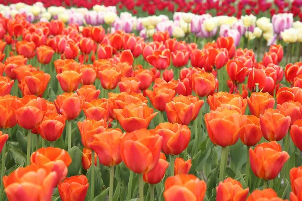 Lindas Flores Tulipa Coloridas Crescendo Campo Foco Seletivo — Fotografia de Stock