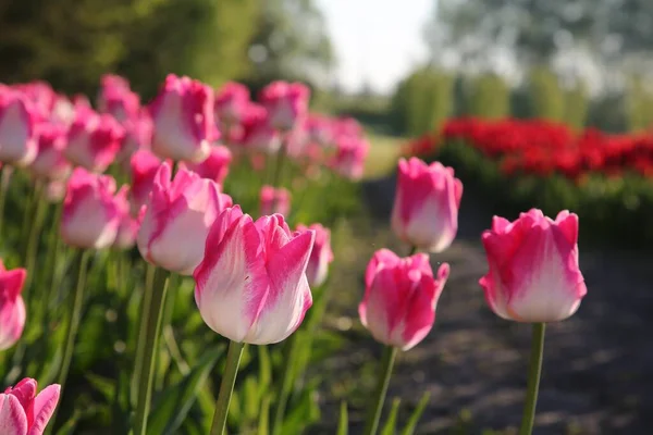 晴れた日に畑で成長する美しいピンクのチューリップの花 クローズアップ — ストック写真