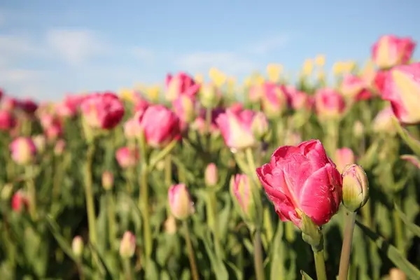 Lindas Flores Tulipa Rosa Crescendo Campo Dia Ensolarado Close — Fotografia de Stock
