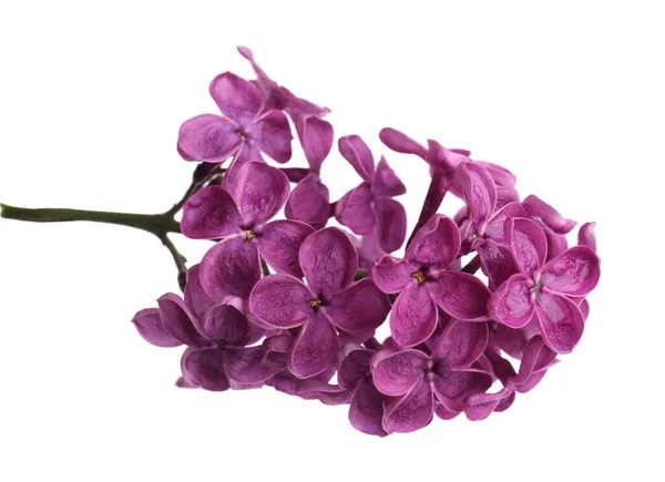 stock image Beautiful fragrant lilac flowers isolated on white