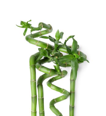 Beyaz arka planda yaprakları olan güzel yeşil bambu gövdeleri, üst görünüm