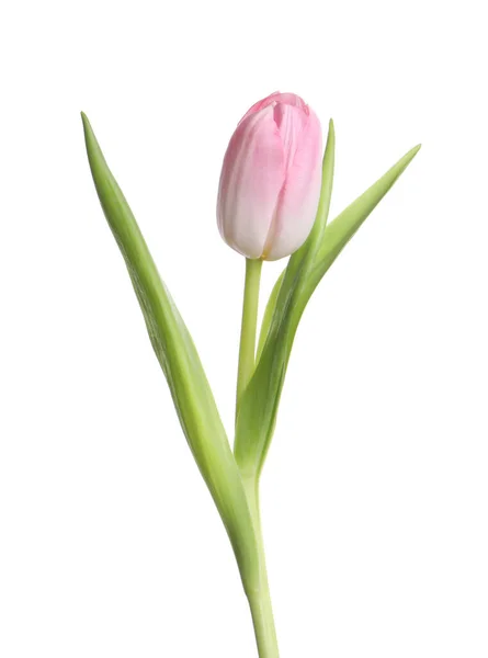 Bel Tulipano Delicato Isolato Bianco — Foto Stock
