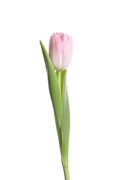 Hermoso Tulipán Delicado Aislado Blanco — Foto de Stock