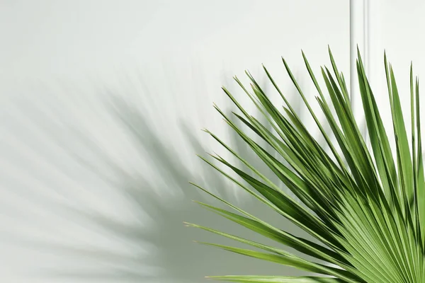 Feuilles Tropicales Palmier Jetant Ombre Sur Mur Blanc Espace Pour — Photo