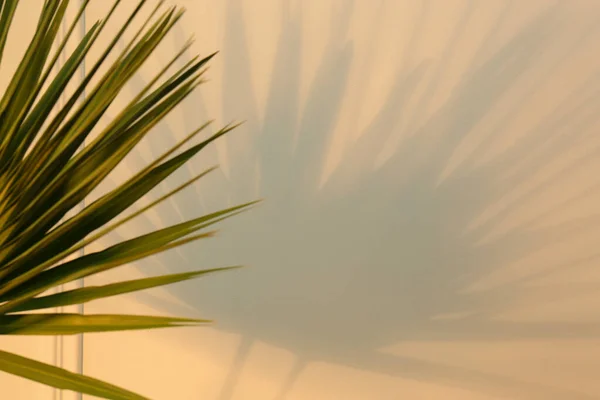 Hojas Palma Tropical Proyectando Sombra Sobre Pared Beige —  Fotos de Stock