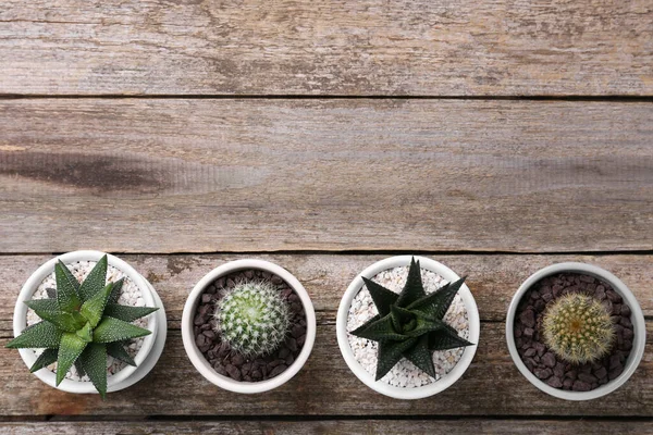 stock image Many different succulent plants in pots on wooden table, flat lay. Space for text