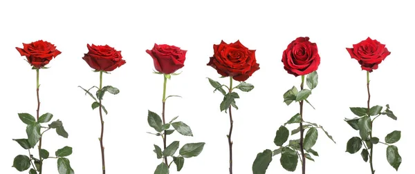 stock image Set of beautiful red roses on white background