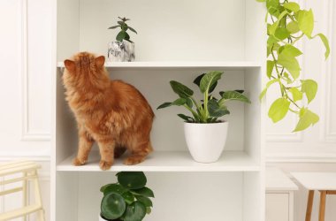 Evdeki beyaz raflarda, yeşil çiçeklerin yanında sevimli bir kedi.